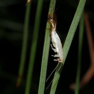 Blattodea (order) at Freshwater Creek, VIC - 20 Dec 2024 12:26 AM