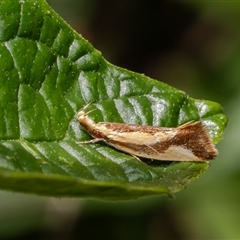 Thema psammoxantha (A concealer moth) at Acton, ACT - 19 Dec 2024 by Roger