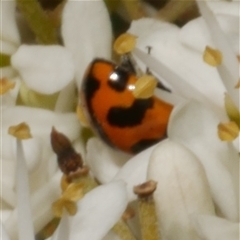 Coccinella transversalis (Transverse Ladybird) at Freshwater Creek, VIC - 19 Dec 2024 by WendyEM