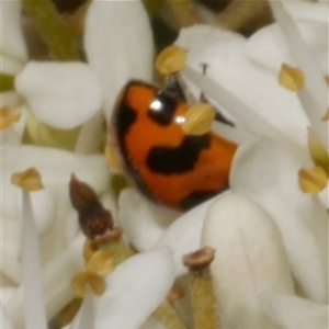 Coccinella transversalis at Freshwater Creek, VIC - 19 Dec 2024