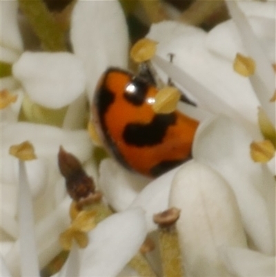 Coccinella transversalis (Transverse Ladybird) at Freshwater Creek, VIC - 19 Dec 2024 by WendyEM