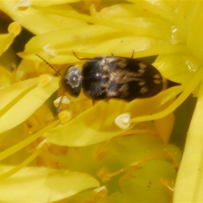 Zeamordella monacha (Pintail Beetle) at Freshwater Creek, VIC - 19 Dec 2024 by WendyEM
