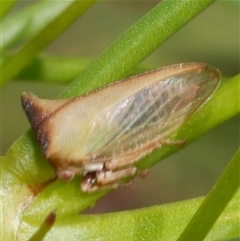 Sextius virescens at Freshwater Creek, VIC - 18 Dec 2024 by WendyEM