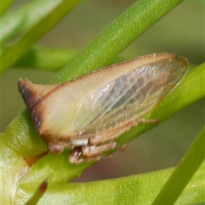 Sextius virescens at Freshwater Creek, VIC - 18 Dec 2024