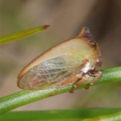 Sextius virescens at Freshwater Creek, VIC - 18 Dec 2024