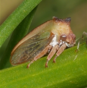 Sextius virescens at Freshwater Creek, VIC - 18 Dec 2024