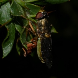 Odontomyia sp. (genus) at Freshwater Creek, VIC - 13 Dec 2024 11:45 PM