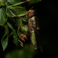 Odontomyia sp. (genus) at Freshwater Creek, VIC - 13 Dec 2024 11:45 PM