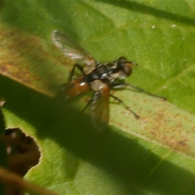 Cylindromyia sp. (genus) at Freshwater Creek, VIC - 13 Dec 2024 by WendyEM