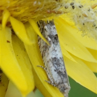 Crocidosema plebejana (Cotton Tipworm Moth) at Hall, ACT - 20 Dec 2024 by Anna123