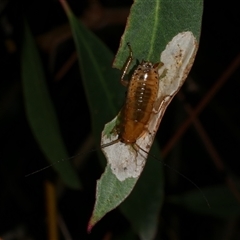 Blattodea (order) at Freshwater Creek, VIC - 19 Dec 2024 by WendyEM