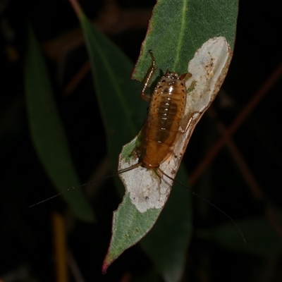 Blattodea (order) at Freshwater Creek, VIC - 18 Dec 2024 by WendyEM