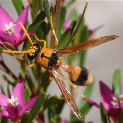 Delta bicinctum (Potter wasp) at Hall, ACT - 20 Dec 2024 by Anna123