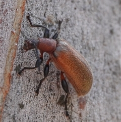 Ecnolagria grandis (Honeybrown beetle) at Crace, ACT - 18 Dec 2024 by Anna123