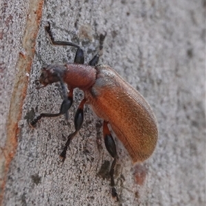 Ecnolagria grandis at Crace, ACT - 18 Dec 2024 11:48 AM