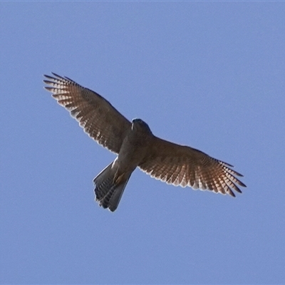 Tachyspiza fasciata (Brown Goshawk) at Kaleen, ACT - 18 Dec 2024 by Anna123