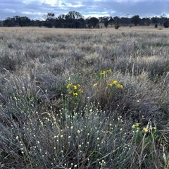 Calocephalus citreus (Lemon Beauty Heads) at Throsby, ACT - 18 Dec 2024 by RangerRiley