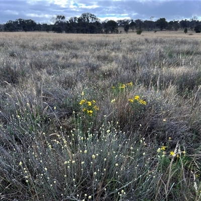 Calocephalus citreus (Lemon Beauty Heads) at Throsby, ACT - 18 Dec 2024 by RangerRiley