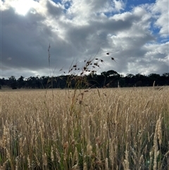 Themeda triandra (Kangaroo Grass) at Throsby, ACT - 17 Dec 2024 by RangerRiley