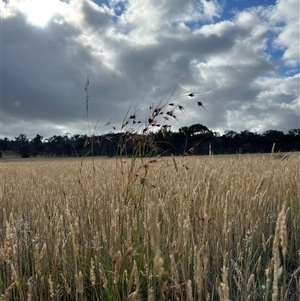 Themeda triandra at Throsby, ACT - 18 Dec 2024