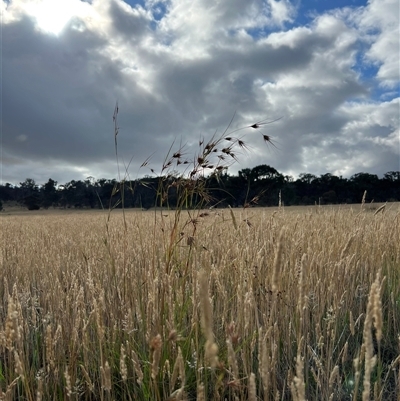 Themeda triandra (Kangaroo Grass) at Throsby, ACT - 17 Dec 2024 by RangerRiley