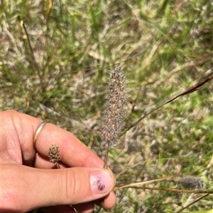 Trifolium angustifolium at Throsby, ACT - 16 Dec 2024