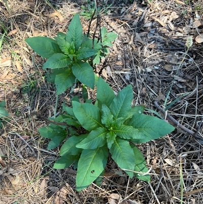 Phytolacca octandra (Inkweed) at Kenny, ACT - 16 Dec 2024 by RangerRiley