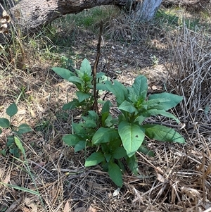 Phytolacca octandra at Kenny, ACT - 16 Dec 2024 11:23 AM