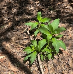 Phytolacca octandra at Kenny, ACT - 16 Dec 2024 11:23 AM