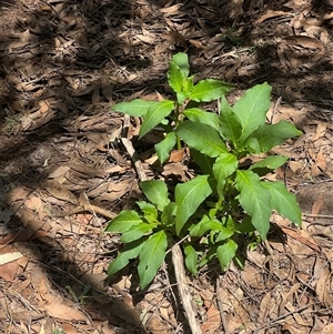 Phytolacca octandra at Kenny, ACT - 16 Dec 2024 11:23 AM