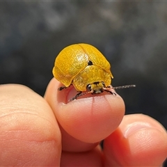 Paropsis augusta (A eucalypt leaf beetle) at Geehi, NSW - 15 Dec 2024 by RangerRiley