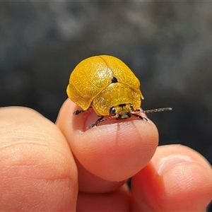 Paropsis augusta at Geehi, NSW - 15 Dec 2024 12:23 PM