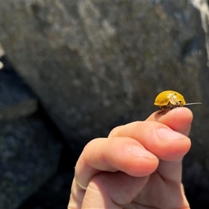 Paropsis augusta at Geehi, NSW - 15 Dec 2024 12:23 PM