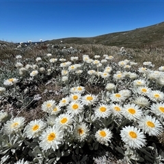 Leucochrysum albicans subsp. tricolor at Munyang, NSW - 14 Dec 2024 by RangerRiley