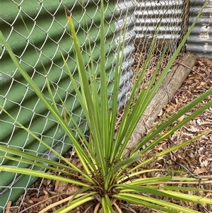 Cordyline sp. at Wamboin, NSW - 20 Dec 2024 07:28 AM