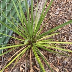 Cordyline sp. at Wamboin, NSW - 20 Dec 2024 07:28 AM