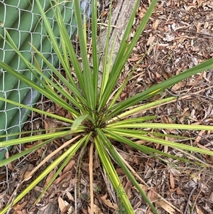 Cordyline sp. at Wamboin, NSW - 20 Dec 2024 07:28 AM