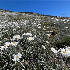 Celmisia costiniana (Costin's Snow Daisy) at Munyang, NSW - 15 Dec 2024 by RangerRiley