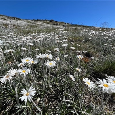 Unidentified Daisy at Munyang, NSW - 14 Dec 2024 by RangerRiley