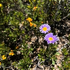 Brachyscome sp. (Cut-leaf Daisy) at Geehi, NSW - 15 Dec 2024 by RangerRiley