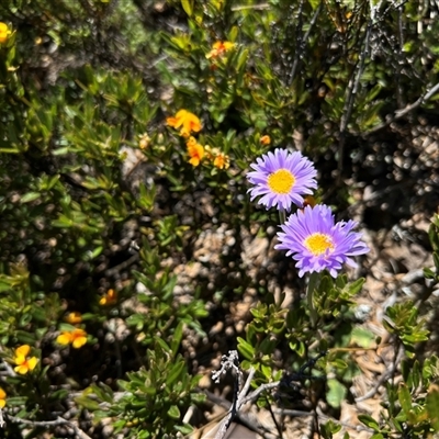 Unidentified Daisy at Geehi, NSW - 15 Dec 2024 by RangerRiley