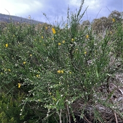 Cytisus scoparius subsp. scoparius (Scotch Broom, Broom, English Broom) at Wilsons Valley, NSW - 14 Dec 2024 by RangerRiley