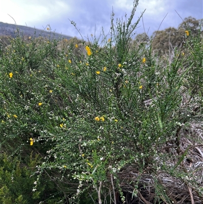 Cytisus scoparius subsp. scoparius at Wilsons Valley, NSW - 14 Dec 2024 by RangerRiley