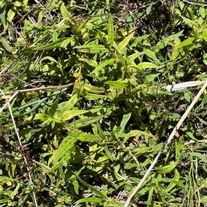 Persicaria prostrata at Throsby, ACT - 12 Dec 2024