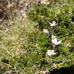 Caladenia alpina at Munyang, NSW - suppressed