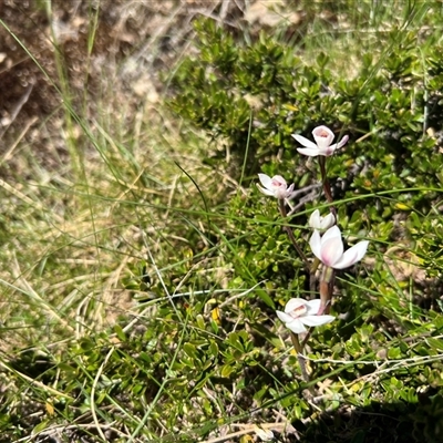 Caladenia alpina (Mountain Caps) at Munyang, NSW - 14 Dec 2024 by RangerRiley