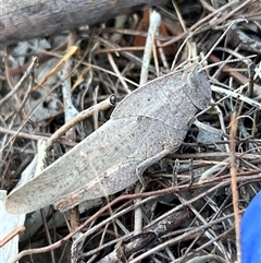 Goniaea australasiae (Gumleaf grasshopper) at Bonner, ACT - 12 Dec 2024 by RangerRiley