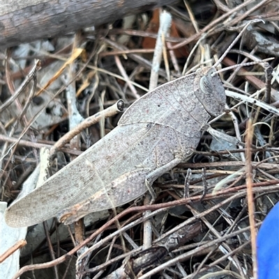 Goniaea australasiae (Gumleaf grasshopper) at Bonner, ACT - 11 Dec 2024 by RangerRiley