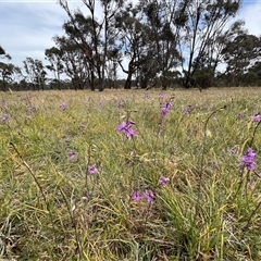 Arthropodium fimbriatum at Throsby, ACT - 25 Nov 2024 by RangerRiley