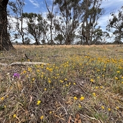 Chrysocephalum apiculatum (Common Everlasting) at Throsby, ACT - 25 Nov 2024 by RangerRiley